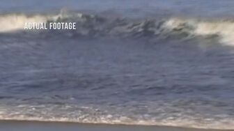 Shark Attack Files S01E05 WEB H264-RBB